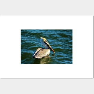 Pelican Beauty Posters and Art